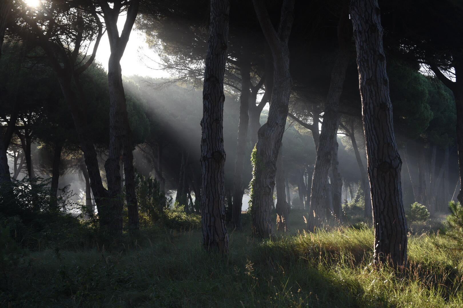 Fragili come i pini: il destino della natura e dell�Uomo